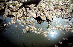 氷室神社の桜2005