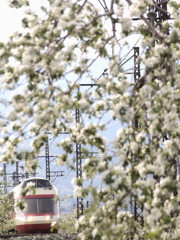 りんごの花