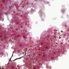 満開！桜はまだかいな？