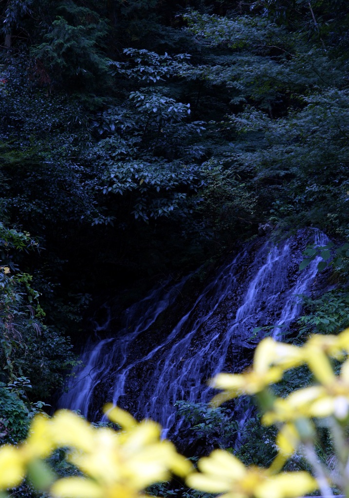 野花滝