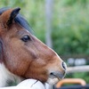 天高く馬？肥ゆる秋