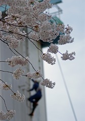 太陽(桜)を盗んだ男