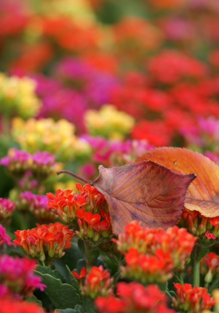 fall in ...