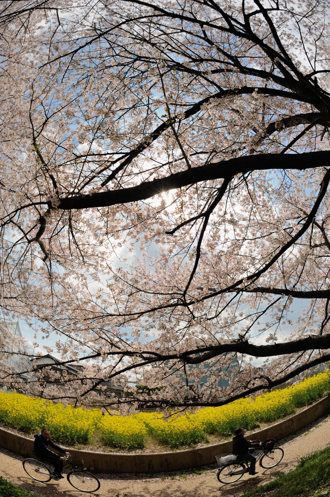 桜サイクリング