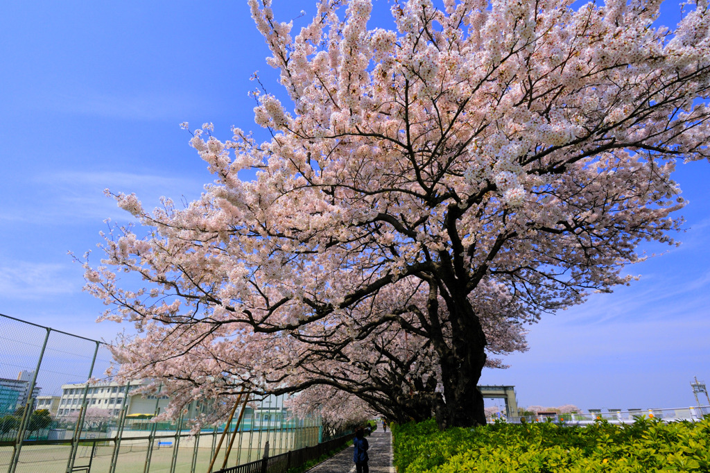 桜並木