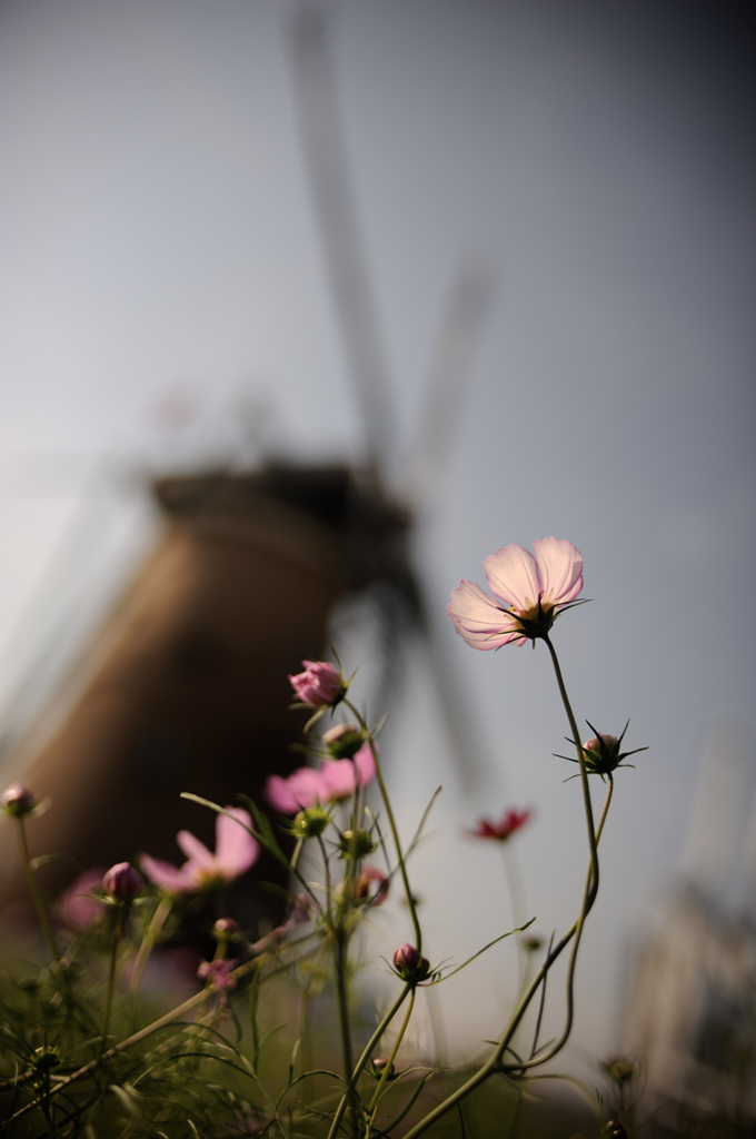 今年の秋桜