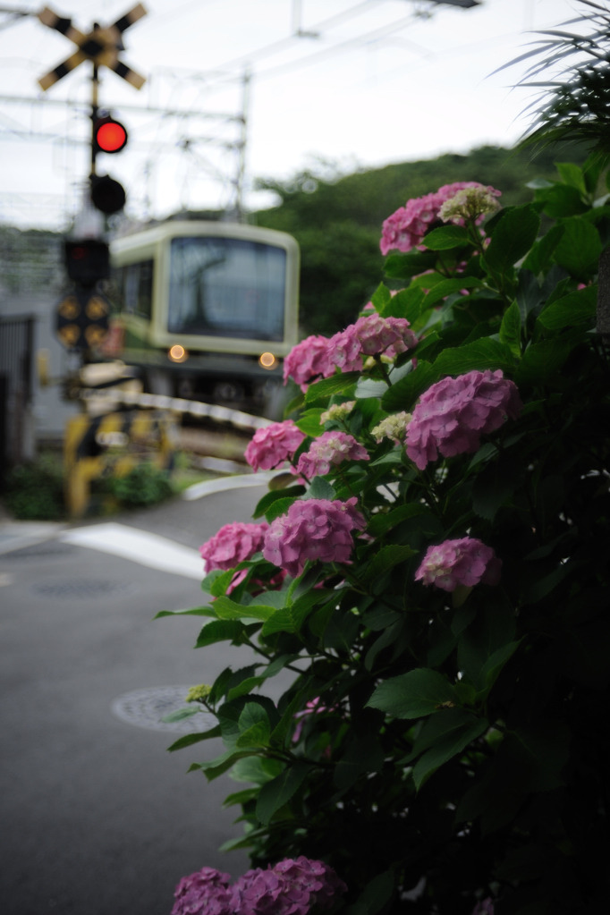 江ノ電と紫陽花