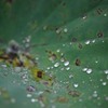 雨粒