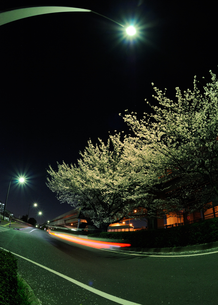 Cherry tree of night