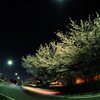 Cherry tree of night