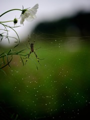 雨粒狩り