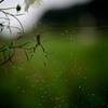 雨粒狩り