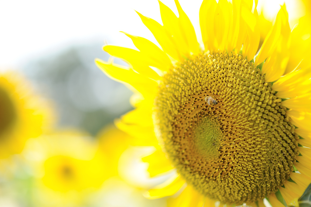 Yellow of summer