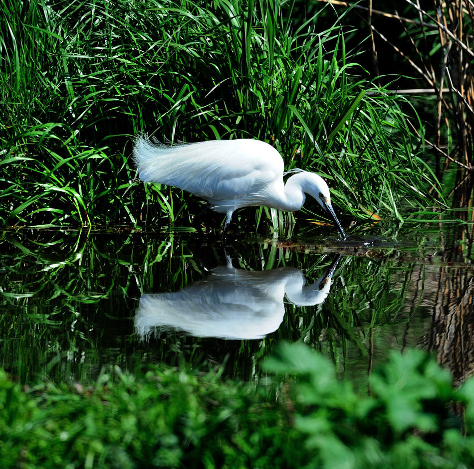 Mirror of water