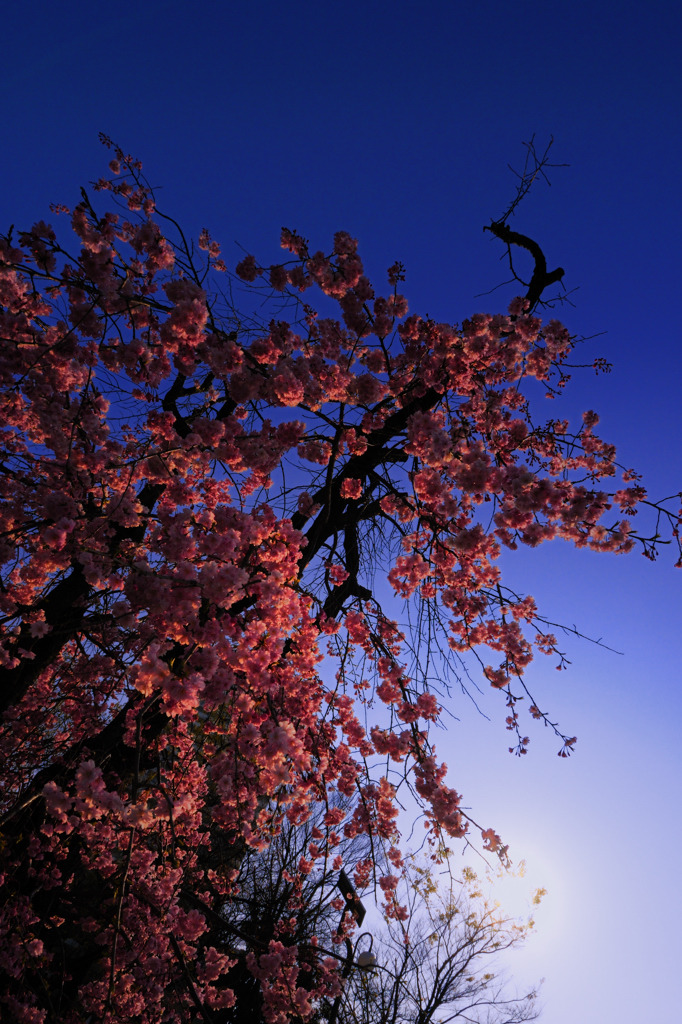 枝垂桜