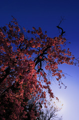 枝垂桜