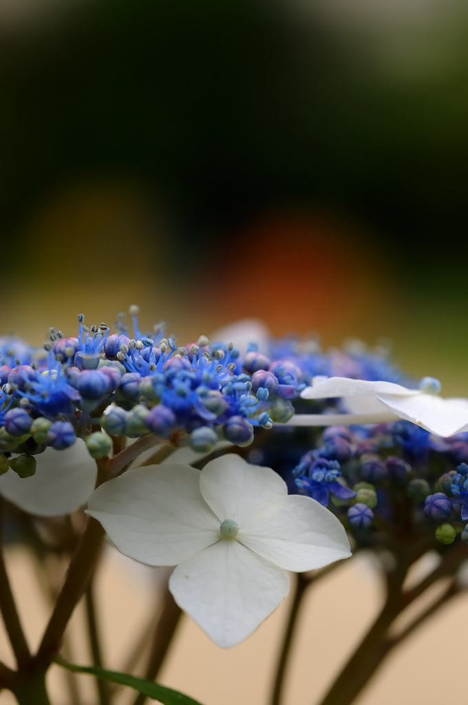 紫陽花01