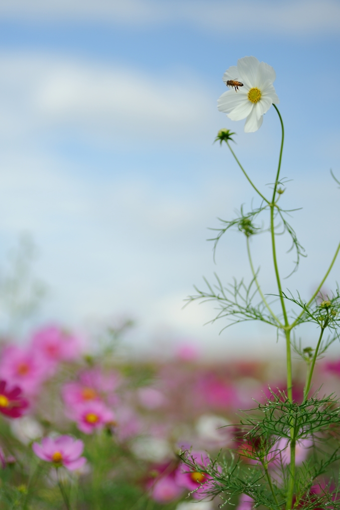 2018秋桜01