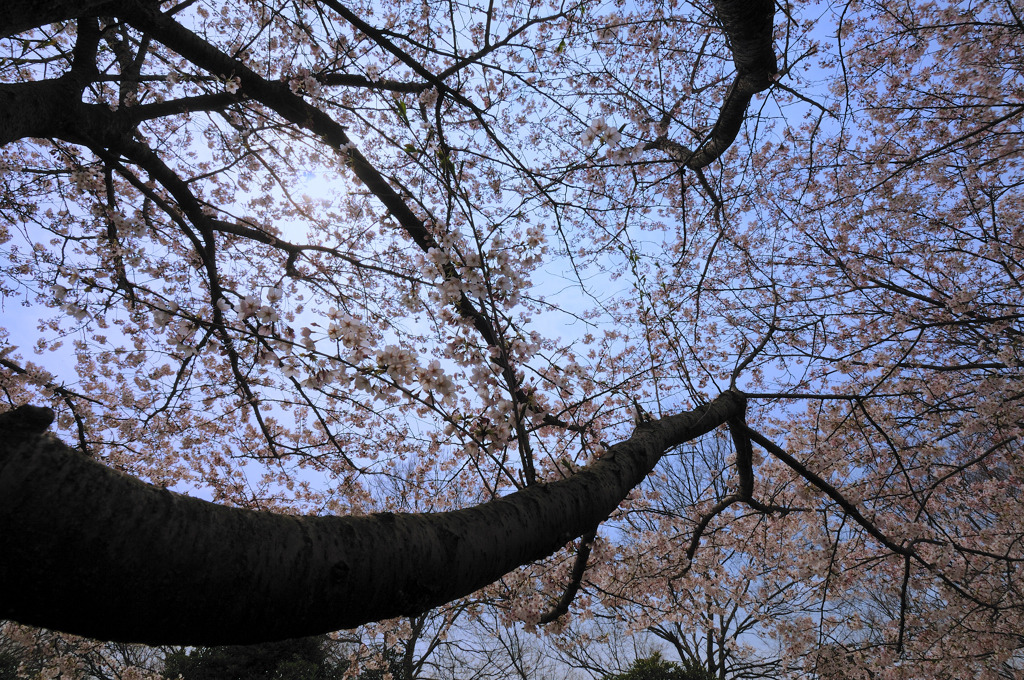 桜♪（コブクロ）