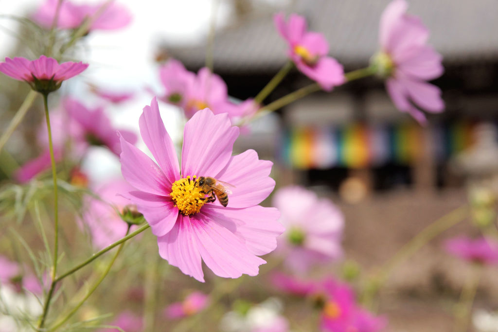 蜂と秋桜