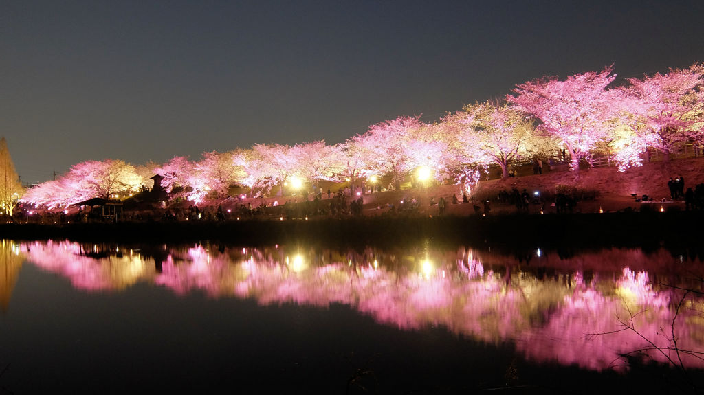 桜幻想