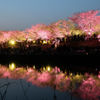 治水緑地の夜桜