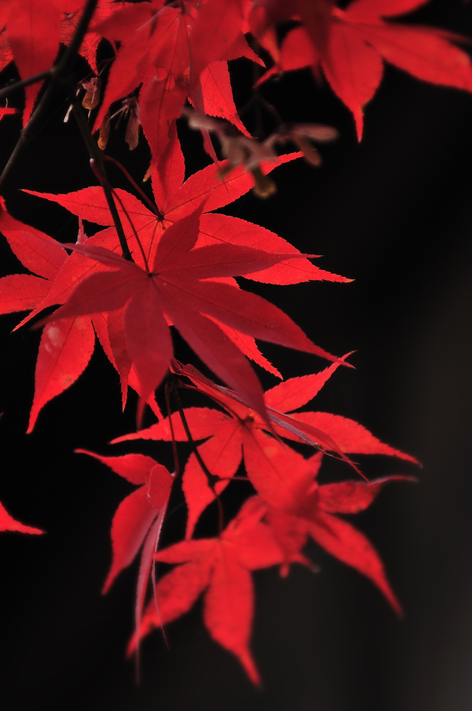 紅葉IMAGE3