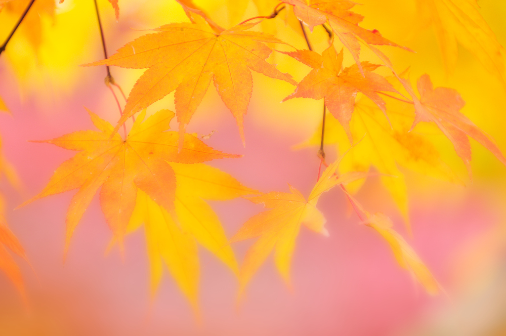 紅葉IMAGE1