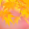 紅葉IMAGE1