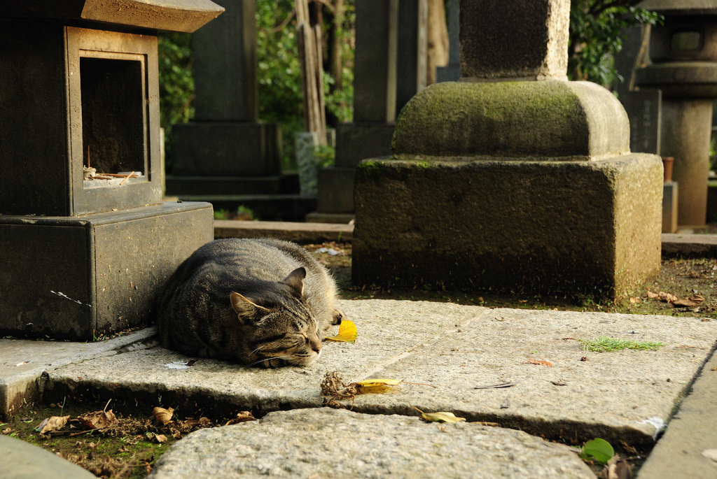 猫肥ゆる秋