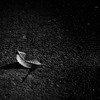 a leaf,alone