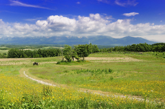 上富良野・初夏