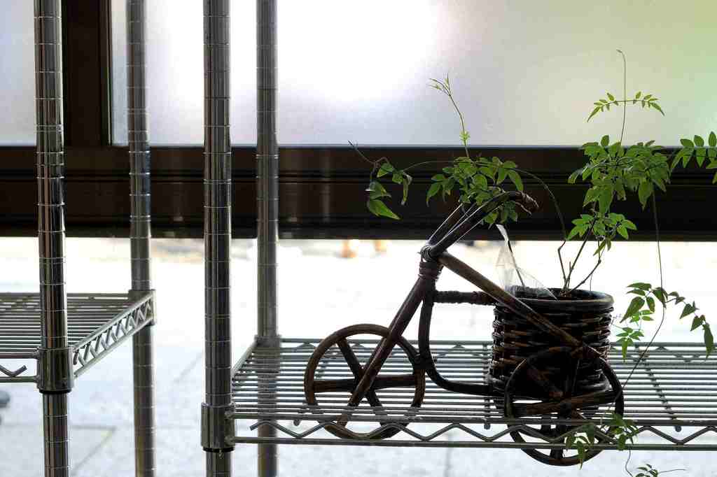鉢植え