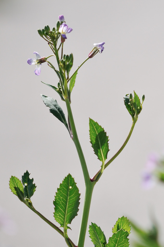 路傍の花