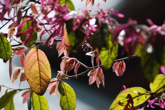 Colorful Leaves