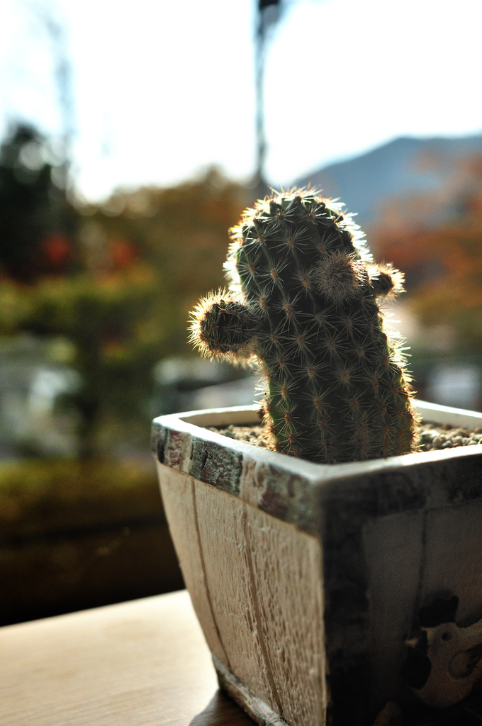朝日におはよう