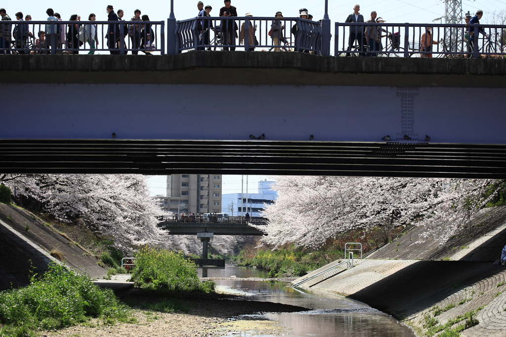 橋と桜