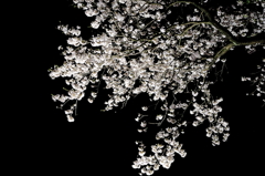 夜桜-Ⅱ
