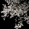 夜桜-Ⅱ