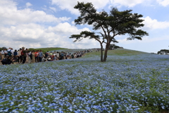 国営ひたち海浜公園・・ネモフィラ