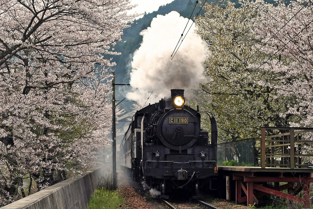 大井川鉄道ＳＬと桜