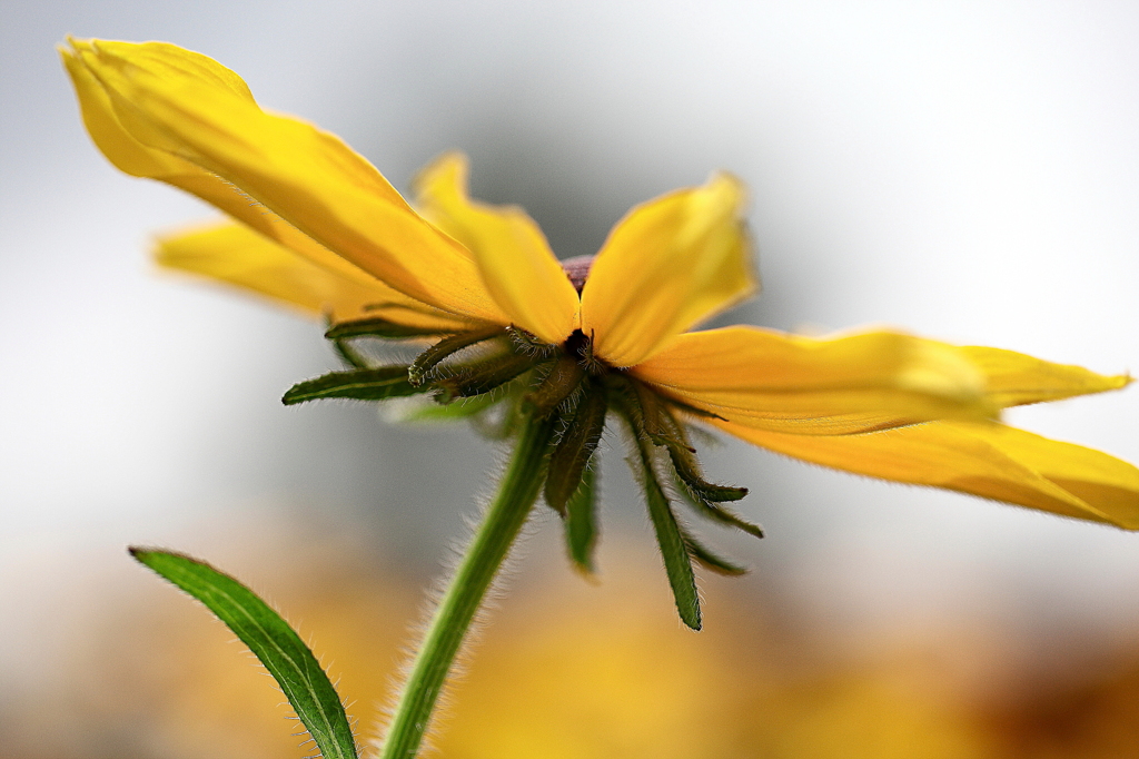 下から覗いてゴメンナサイ