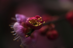 梅・ＵＭＥ・うめ Ⅴ