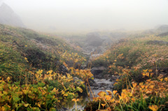 素晴らしい？？ 霧の紅葉