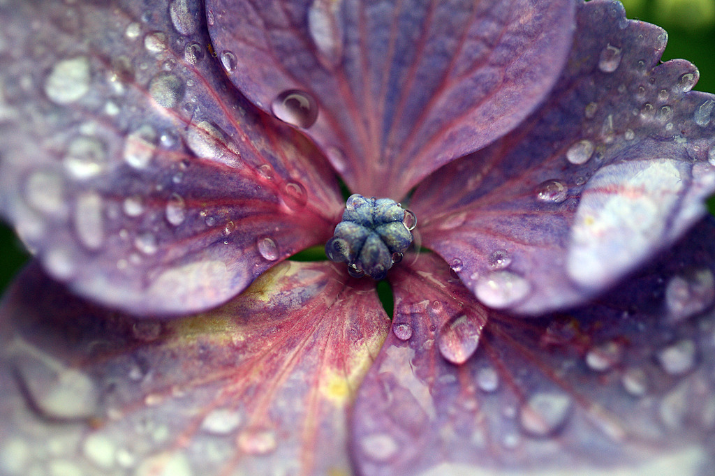 雨の額紫陽花-３
