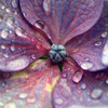雨の額紫陽花-３