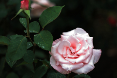 雨中の薔薇・・ピンク