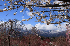 鈴鹿山系バックに白梅