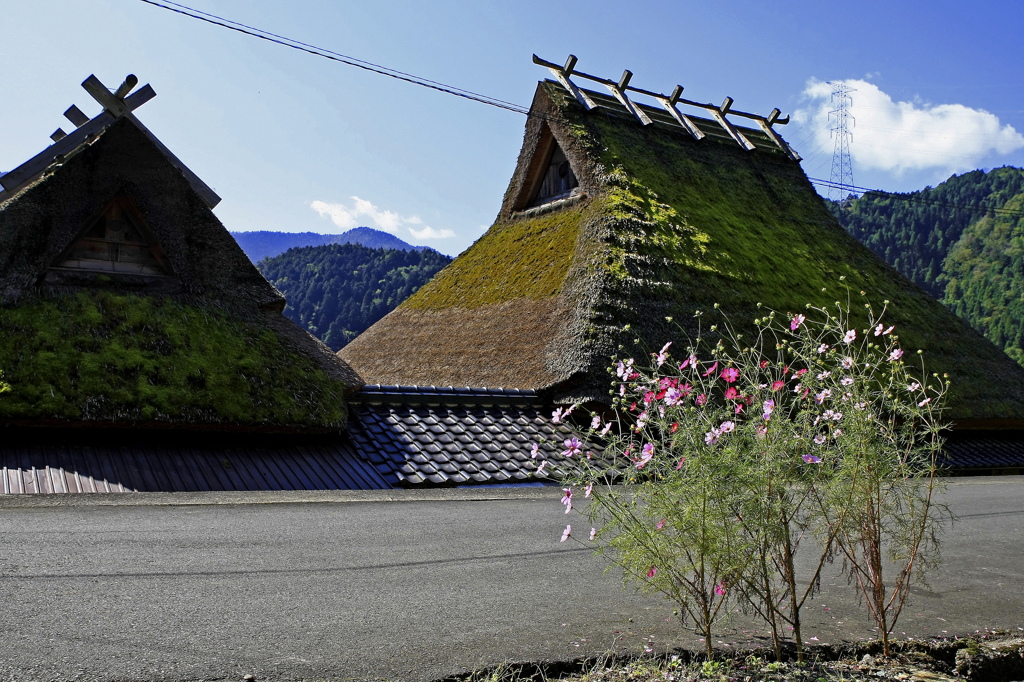 路傍の秋桜