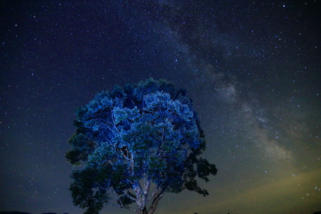 ナラの木も星空色に